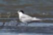 Picture of Common Tern1｜The head and beak are black.