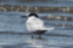 Free images of Common Tern｜「It was taking a rest on the shore.」