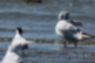 Free images of Common Tern｜「It is about the same size as a black-headed gull.」