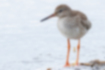 Picture of Common Redshank1｜Orange legs and beak are characteristic.