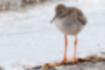 Picture of Common Redshank3｜It has a white eye ring.