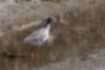 Picture of Common Redshank4｜It was walking alone near the mouth of a river.