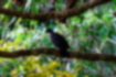アカガシラカラスバトの写真｜「木の上で静かにしていました。」