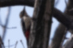 アカゲラの写真1｜尾の付け根あたりが鮮やかな赤です。