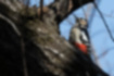 アカゲラの写真2｜嘴の付け根から首にかけて黒い帯が走ります。