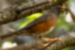 Picture of Brown-headed thrush1｜The chest and sides of the abdomen are brown.