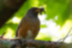 Free images of Brown-headed thrush｜「It is holding food in its mouth.」