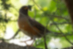 Picture of Brown-headed thrush3｜It was perched on a side branch.