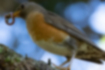 Picture of Brown-headed thrush4｜The lower part of the abdomen is white.