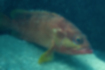 Picture of Blacktip grouper1｜body is reddish.