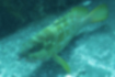 Free images of Blacktip grouper｜「has five vertical stripes.」