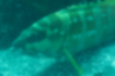 Picture of Blacktip grouper3｜tip of dorsal fin is black.