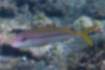 Free images of Yellowfin goatfishお｜「The dorsal and caudal fins are yellowish.」