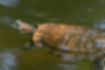 Free images of Common slider｜「An individual with a brownish carapace.」