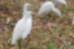Picture of Cattle Egret1｜Whole body is white with winter plumage.