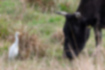 アマサギの写真2｜ウシの近くで餌を狙っています。