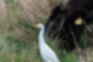 Picture of Cattle Egret4｜This is about the size of a cow's face.