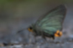 アオバセセリ | 淡い緑の翅と、後翅のオレンジが特徴です。