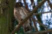Picture of Brown Hawk-Owl1｜It was perched on a branch of a cedar tree.