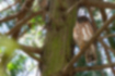 Free images of Brown Hawk-Owl｜「It was sleepy.」