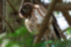 Picture of Brown Hawk-Owl3｜The yellow and big eyes have facial expressions.
