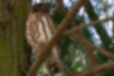 Picture of Brown Hawk-Owl4｜It didn't seem to care about humans.