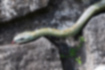 アオダイショウの写真1｜オリーブ色をしています。