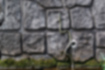 アオダイショウの写真｜「湯殿川から壁を登っていました。」