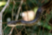 アオダイショウの写真｜「頭部を浮かせて離れた枝へ移動します。」