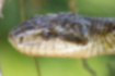 Picture of Japanese Rat Snake7｜Enlarged image of the head.