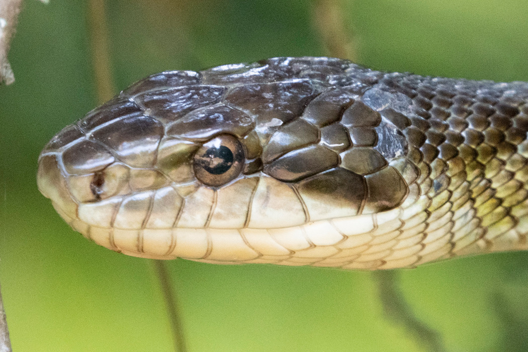 アオダイショウの特徴 分布 生態 写真をご紹介します 目に見えるいきもの図鑑