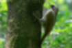 Picture of Japanese Green Woodpecker1｜Dull green and red on the head are characteristic.