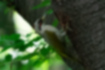 アオゲラの写真3｜巣の近くで警戒しています。