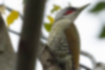 Picture of Japanese Green Woodpecker5｜Its cheeks are red.