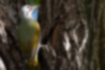 アオゲラの写真6｜風切羽はオリーブ色に近いです。