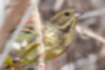 Picture of Black-faced Bunting10｜I was eating Japanese pampas grass.