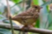 Picture of Black-faced Bunting1｜A pale yellowish brown female.
