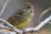 Picture of Black-faced Bunting5｜The belly is yellow.