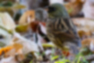 Picture of Black-faced Bunting6｜Eating on the ground.