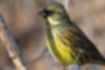 Picture of Black-faced Bunting7｜The yellow belly is bright.