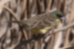 Picture of Black-faced Bunting9｜A male that jumped out of the bush.