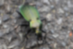 アオオサムシの写真1｜緑の金属光沢が美しいです。