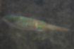 アオリイカの写真1｜表面がカラフルに光っています。