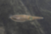 アオリイカの写真3｜鰭をもちます。