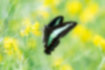 アオスジアゲハの写真1｜鮮やかな青緑色が印象的です。