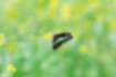 アオスジアゲハの写真｜「菜の花の蜜を吸っていました。」