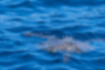 アオウミガメの写真｜「また潜っていきました。」