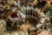 アライソコケギンポの写真1｜立派な眼上皮弁をもちます。