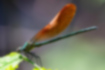 アサヒナカワトンボの写真1｜光沢のあるエメラルドグリーンをしています。