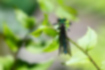 アサヒナカワトンボの写真4｜翅を閉じてとまっています。
